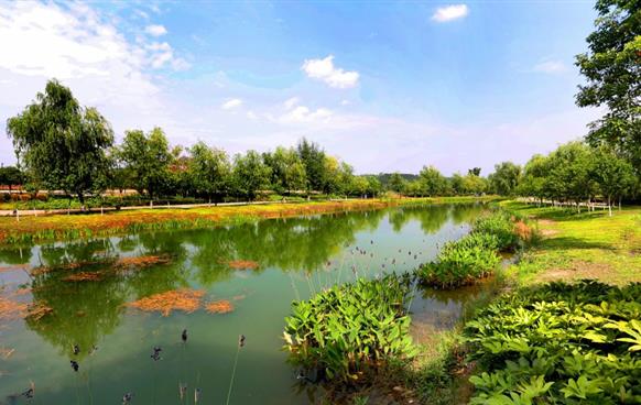 小枧生態(tài)濕地公園